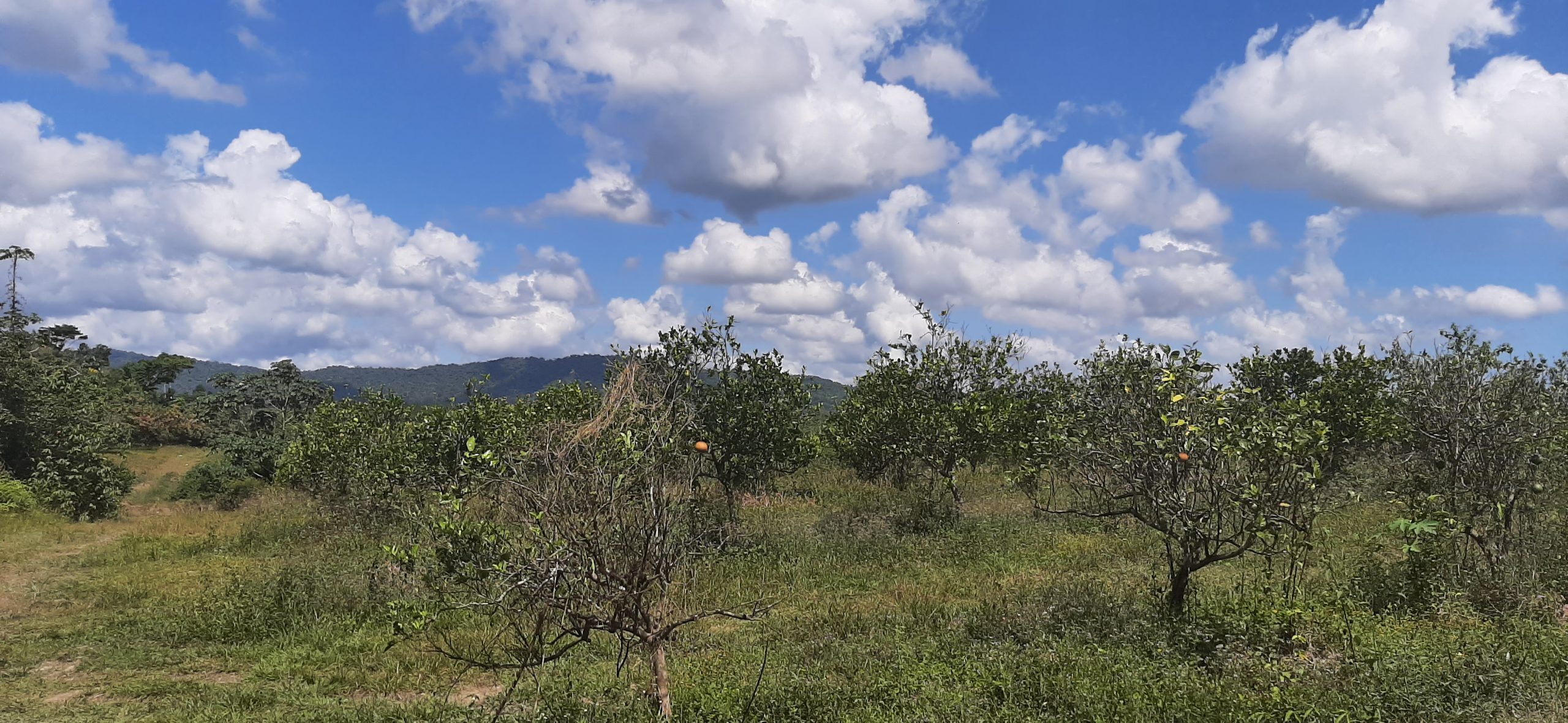 SCL02-Belize Citrus Farm for Sale- 135 acres of Citrus near the Bocawina reserve