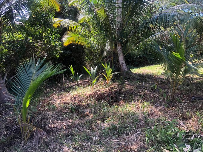 5 acres of vacant land available to Purchase in Independence Village, Stann Creek District, Belize